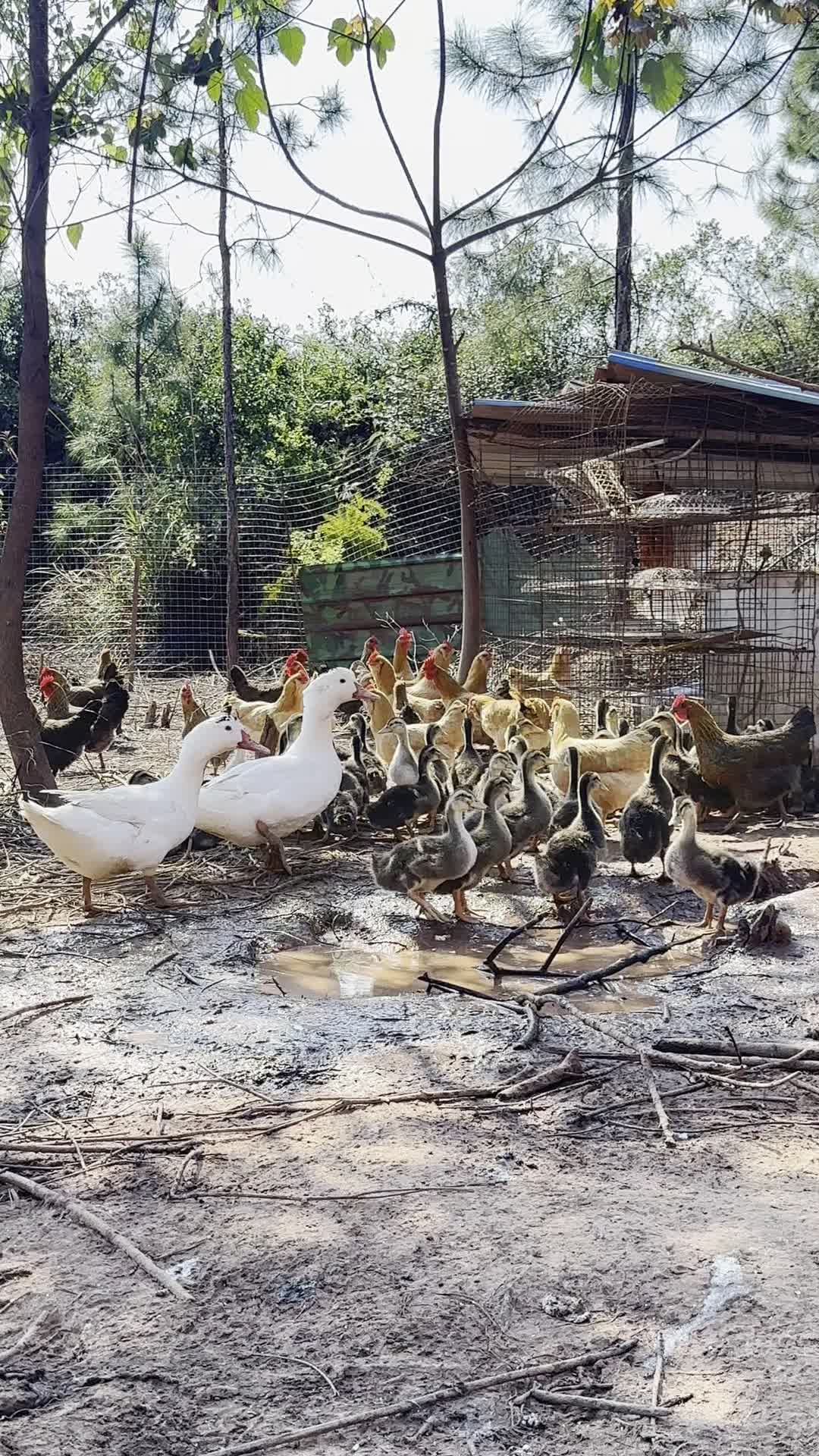 散养鸡鸭1.jpg